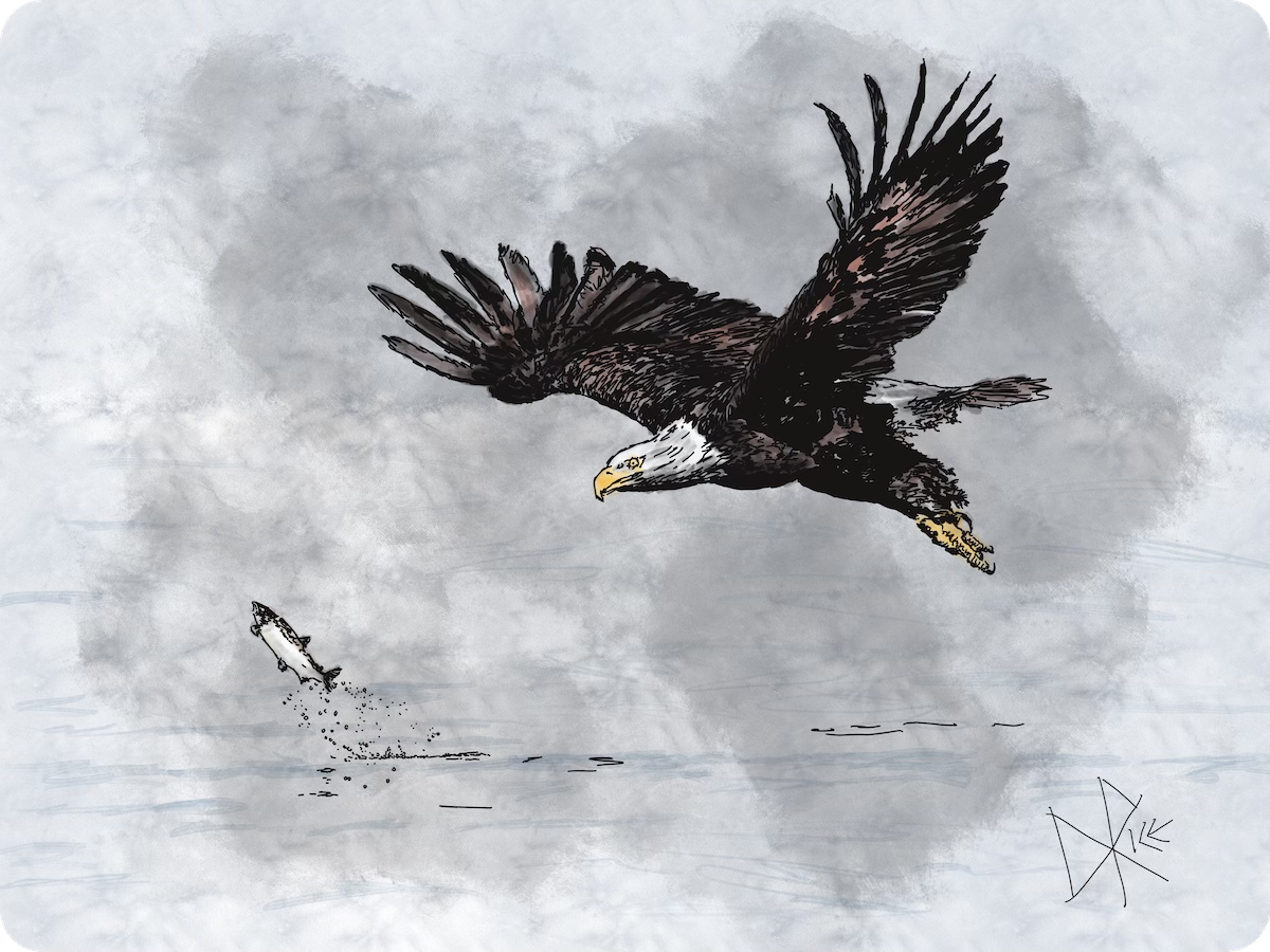 An eagle-eyed eagle swoops down and is about to use its talons to grab a fish that it has been tracking. Sketch art by Don Rice. An eagle-eyed eagle swoops down and is about to use its talons to grab a fish that it has been tracking. Sketch art by Don Rice.