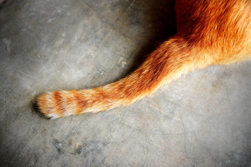 A Cat's Tale: What Your Cat's Tail is Telling You | Beverly Hills Veterinary Associates A Cat's Tale: What Your Cat's Tail is Telling You | Beverly Hills Veterinary Associates