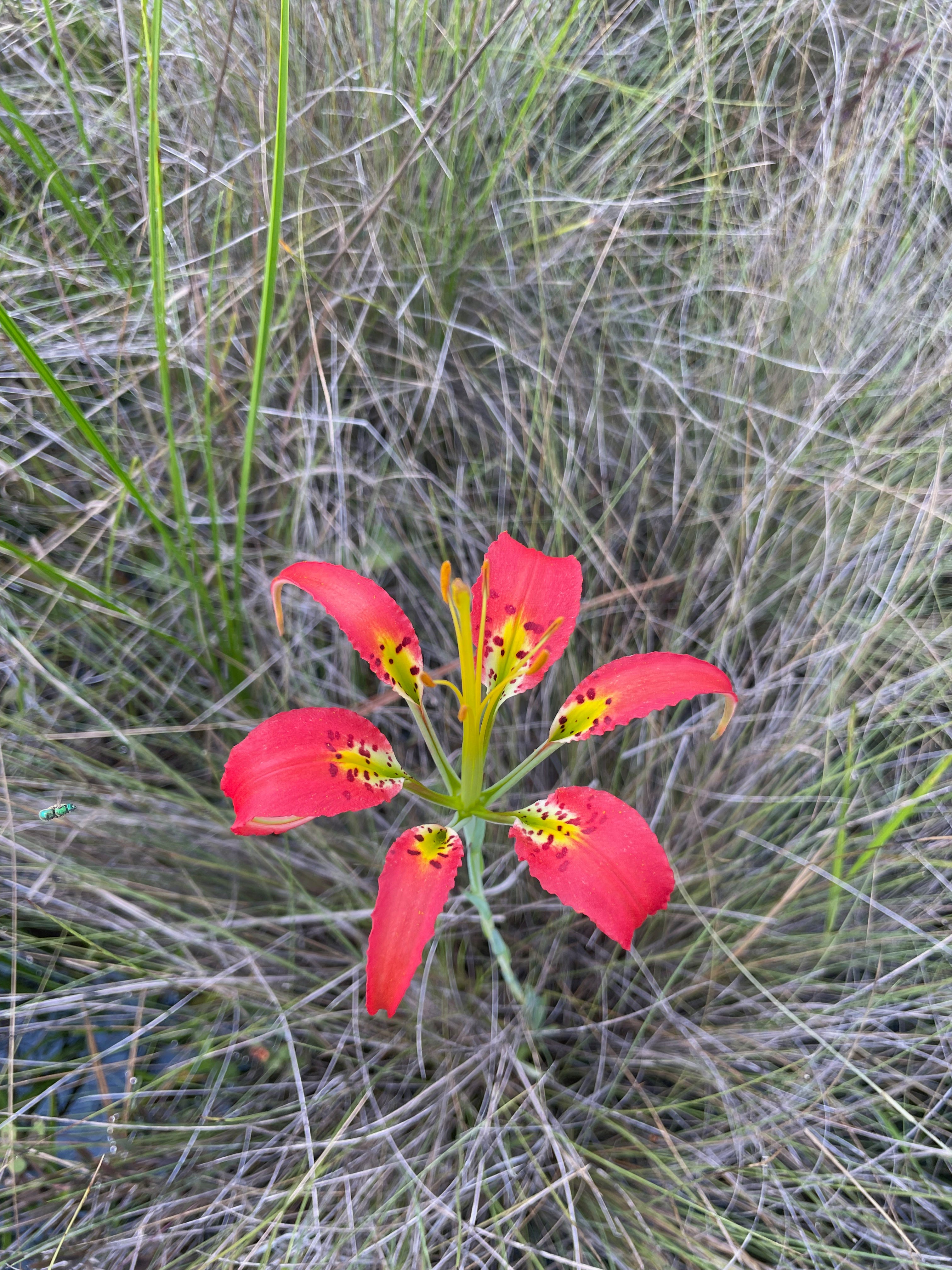 A Walk in Hal Scott Preserve - by Marie Burdett