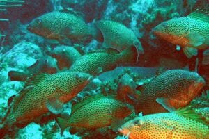 A group of red hind groupers, which produce sounds associated with courtship, territoriality or mating.