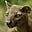 fossa27's avatar