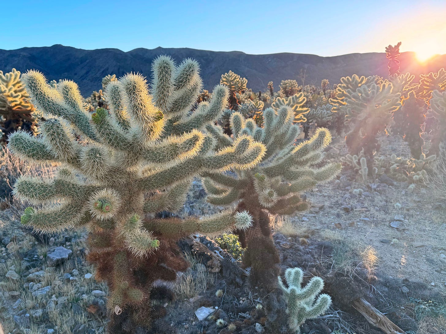 Michael Hobbes doesn’t like having his photograph bouncing around the internet, so he is represented here by this cylindropuntia bigelovii, aka “teddy-bear cholla,” which I photographed in Joshua Tree national park this summer.