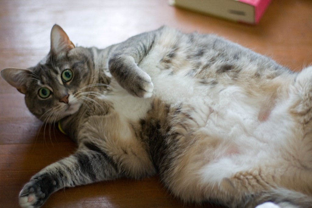 A somewhat overweight grey tabby cat with a white floofy belly, lying on her back and looking at the camera with what a human might call a startled or quizzical expression: green eyes open wide, pupils very slightly dilated. But it could also just be 'resting cat face.' A somewhat overweight grey tabby cat with a white floofy belly, lying on her back and looking at the camera with what a human might call a startled or quizzical expression: green eyes open wide, pupils very slightly dilated. But it could also just be 'resting cat face.'
