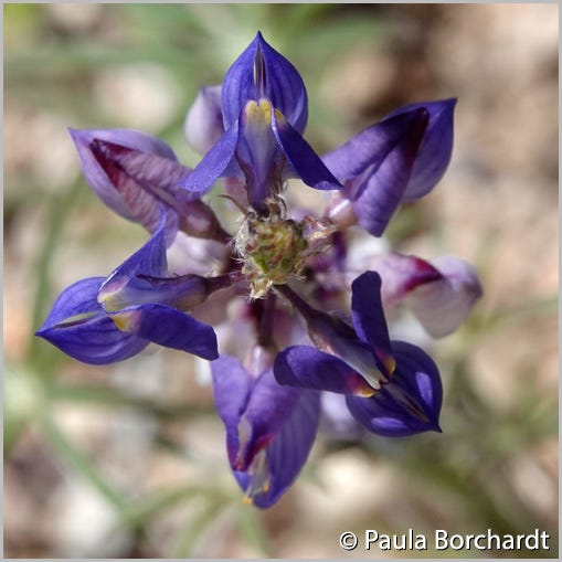 Lupine in bloom, as viewed from above