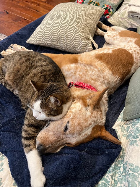 a cattle dog cuddling with her human and a cat