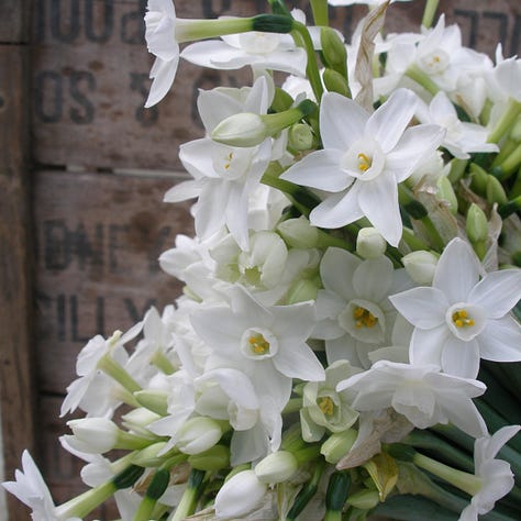 White and yellow daffodils