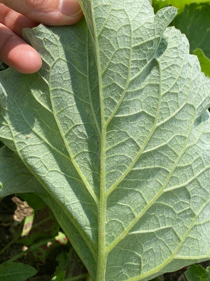 Left- Fuzzy underside of Burdock leaf, Right - Hollow leaf petiole of Arctium minus