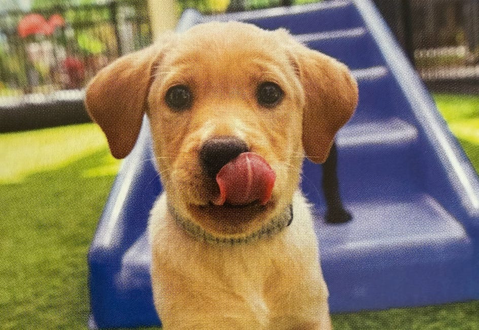 Inside Dogs Inc: How a Puppy Becomes a Life-Changing Working Dog