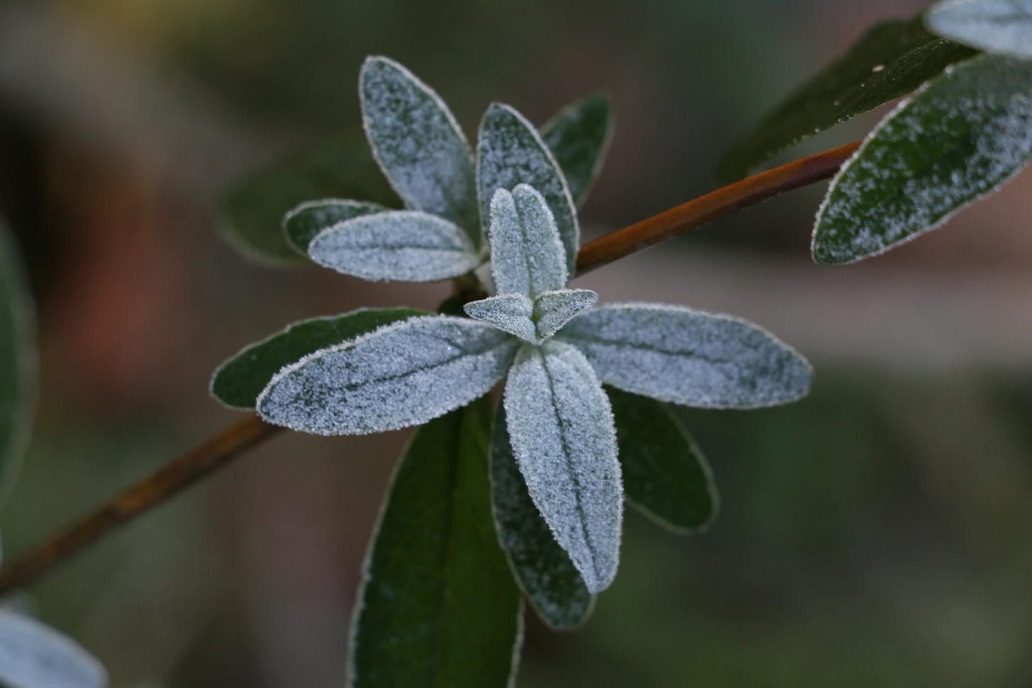 frosted green leaves
