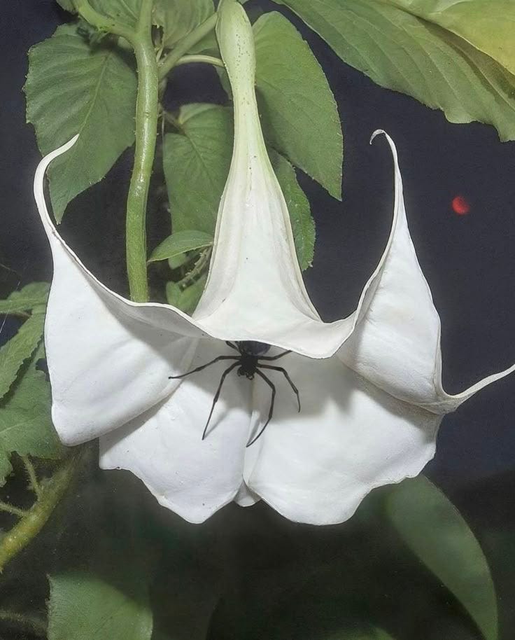 This may contain: a white flower with a spider crawling on it