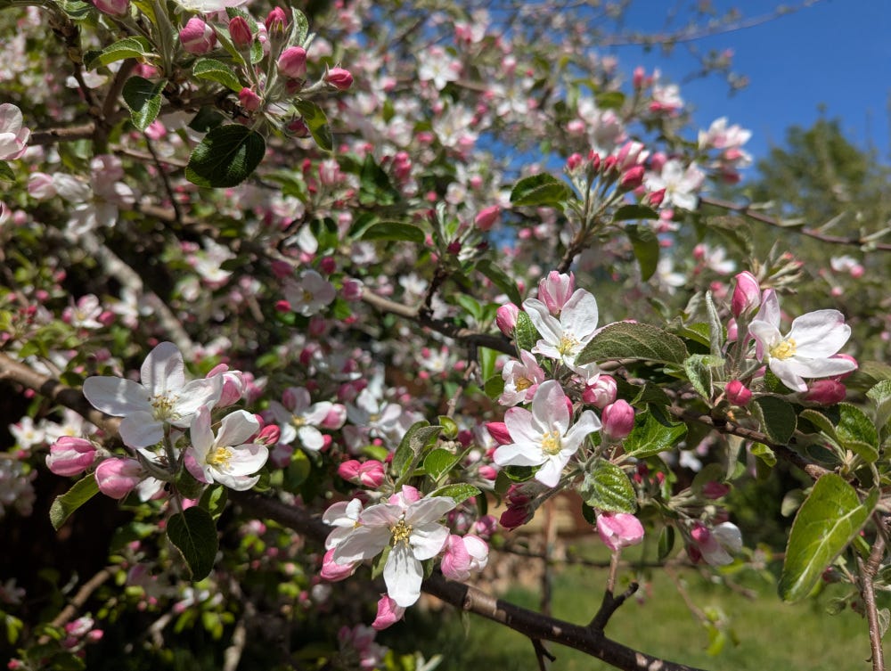 A tree full of pink and white apple blossoms.