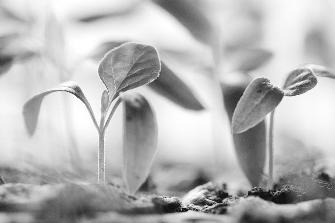 green plants on soil green plants on soil
