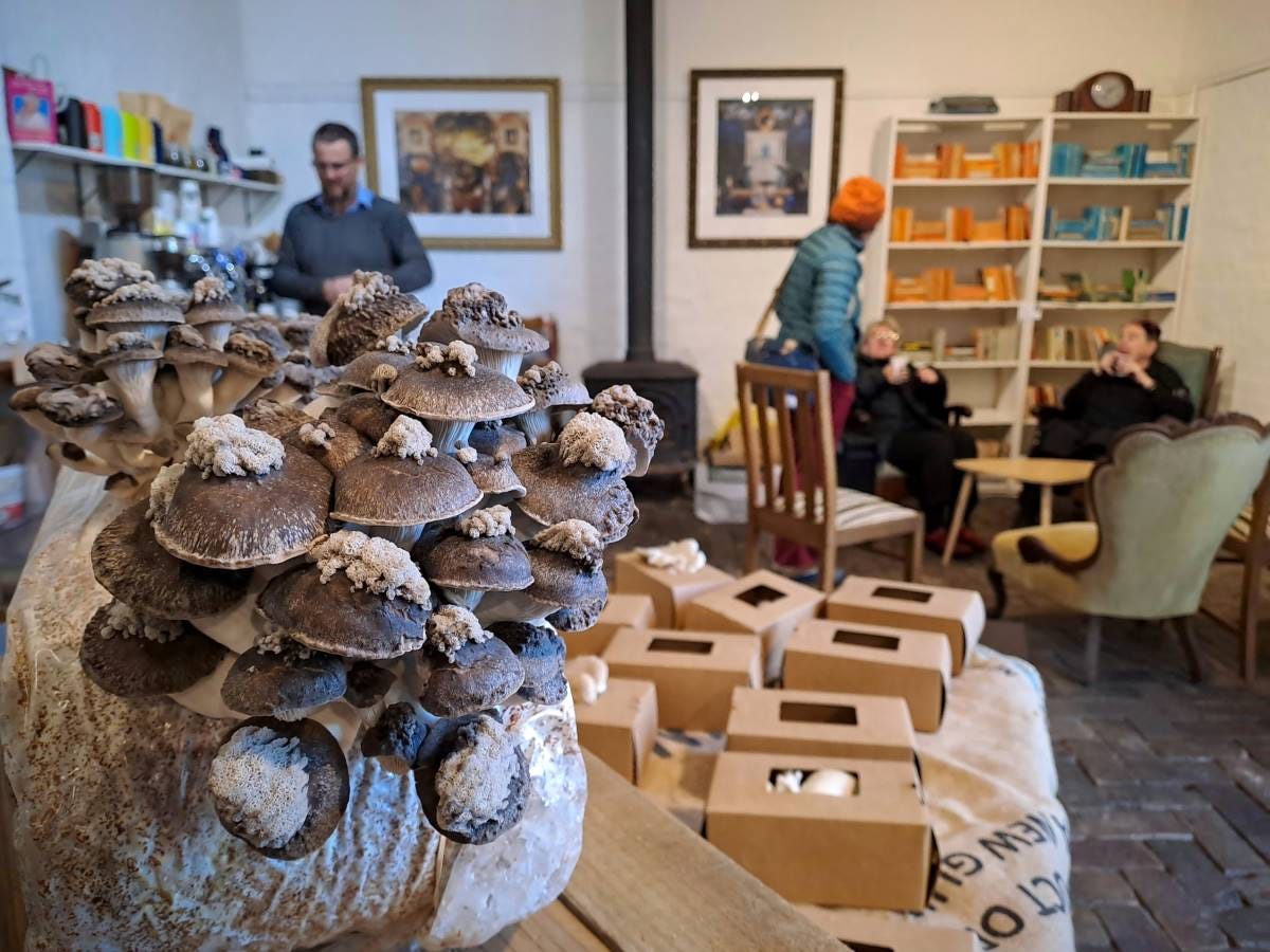 mushrooms at rosey ravelston lawson mushrooms at rosey ravelston lawson