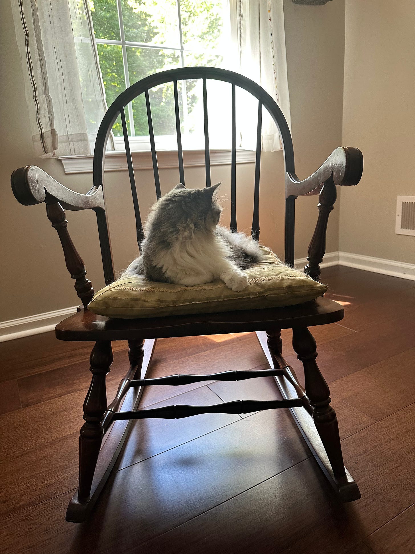 gray and white cat on a rocker by a window