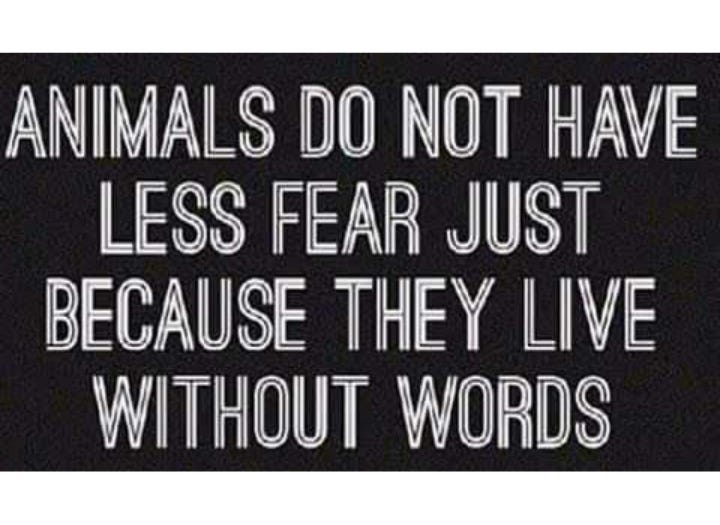 Animals feel fear, pain, and suffering just like we do. Their silence does not mean they don’t experience terror—it only means they suffer without a voice. Speak up for them, because their lives matter. Compassion means recognizing their fear and choosing kindness over cruelty.