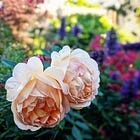 The Rosebush and the Dog Sh*t