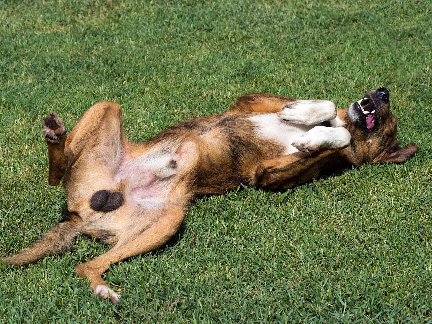 Keeping Your Dog Intact - Whole Dog Journal