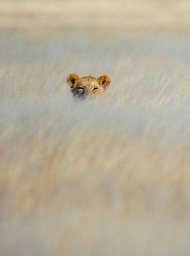 This may contain: a cheetah hiding in the tall grass looking at the camera man behind it