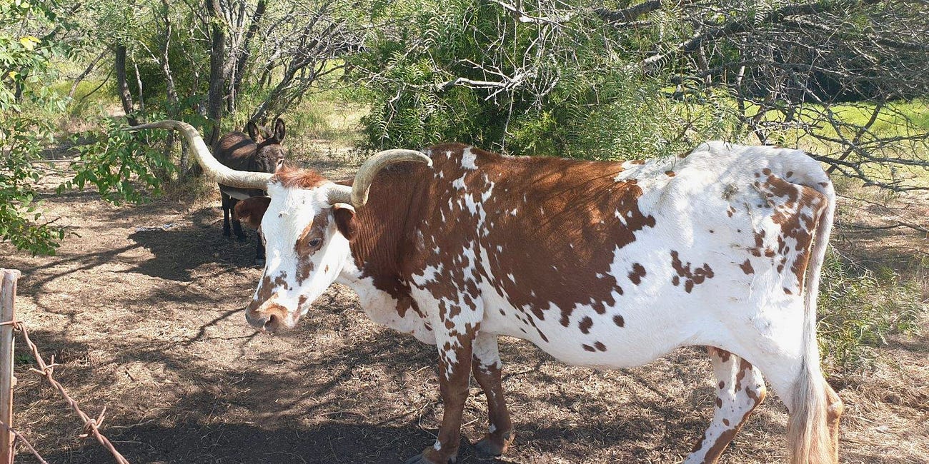 Queen of the Texas Plains