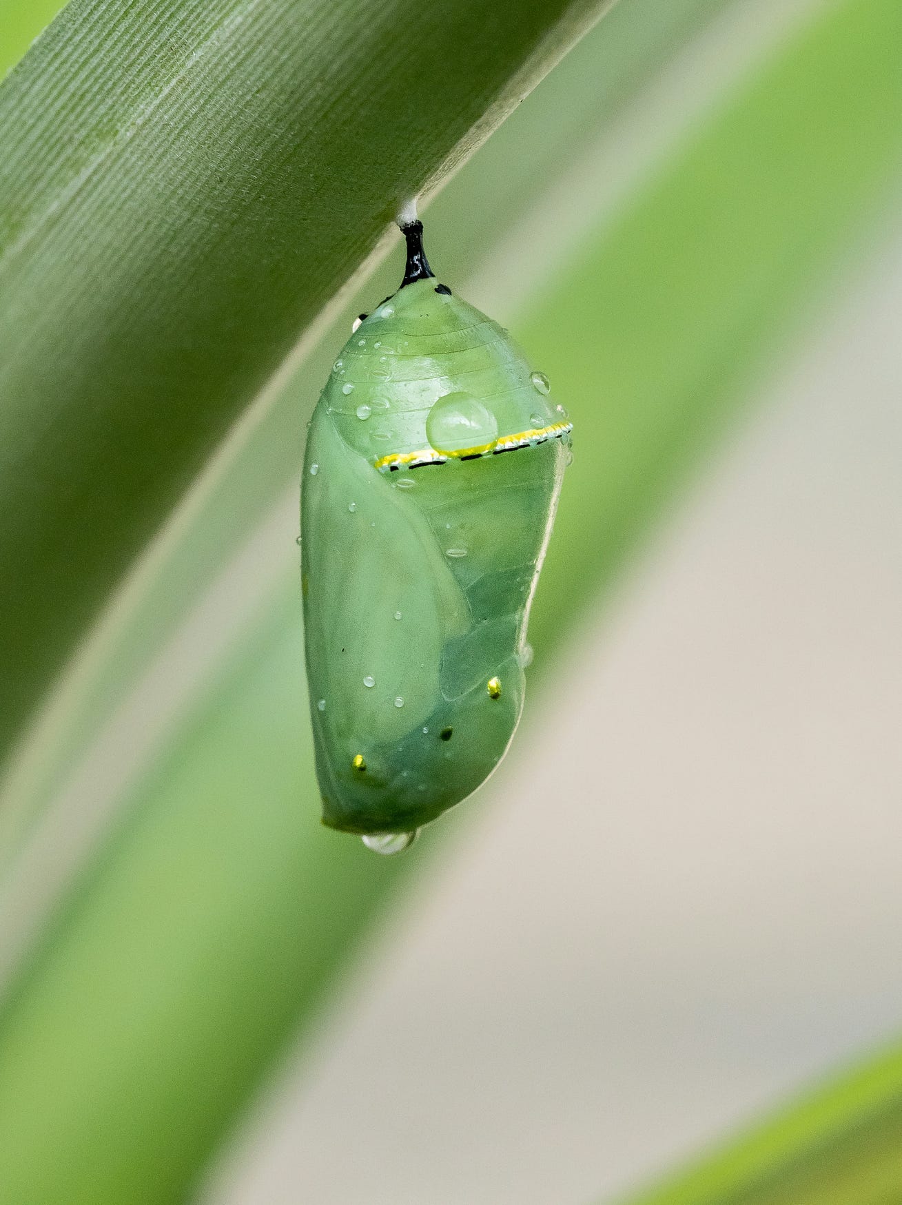 a green cocoon with dew dripping from it. a green cocoon with dew dripping from it.