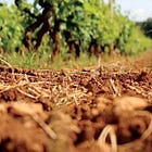 From Bedrock to Bottle: How Drainage Matters