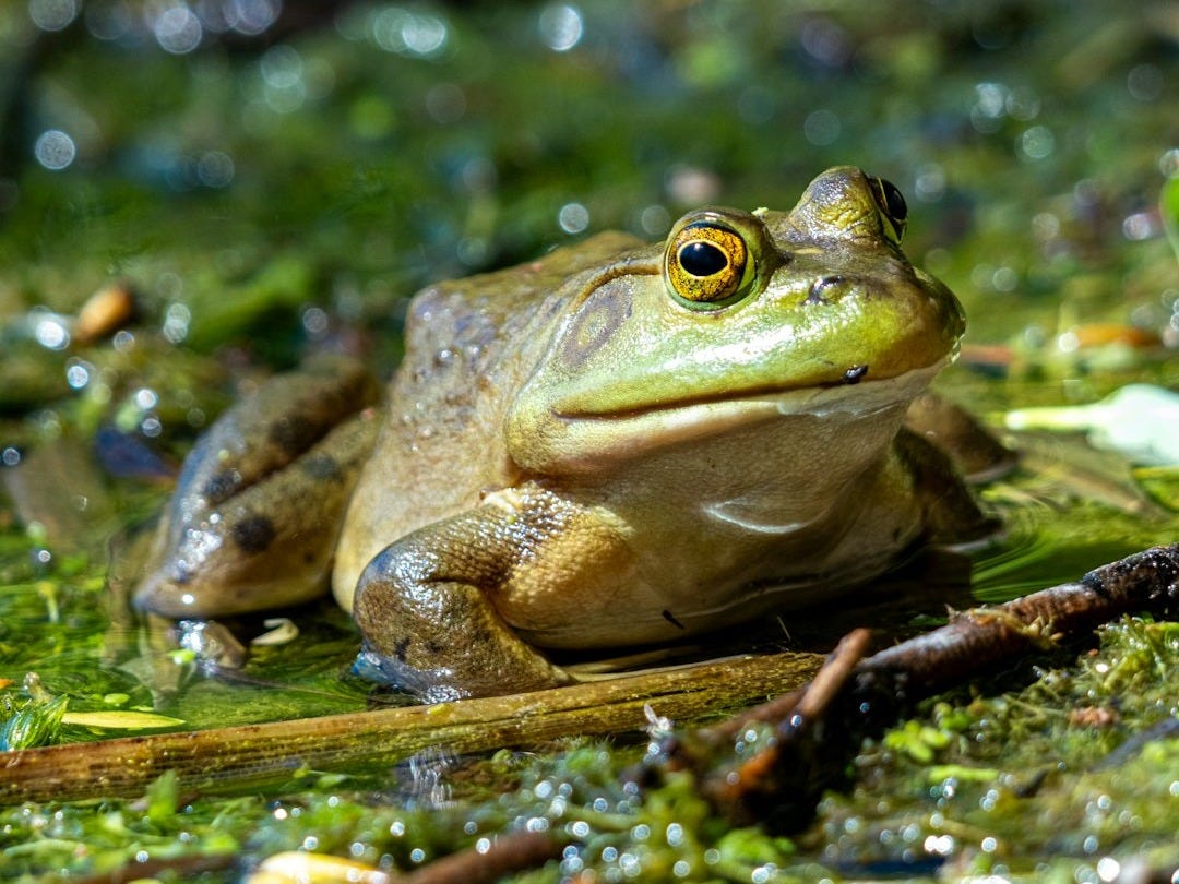 A frog is sitting on a patch of moss A frog is sitting on a patch of moss