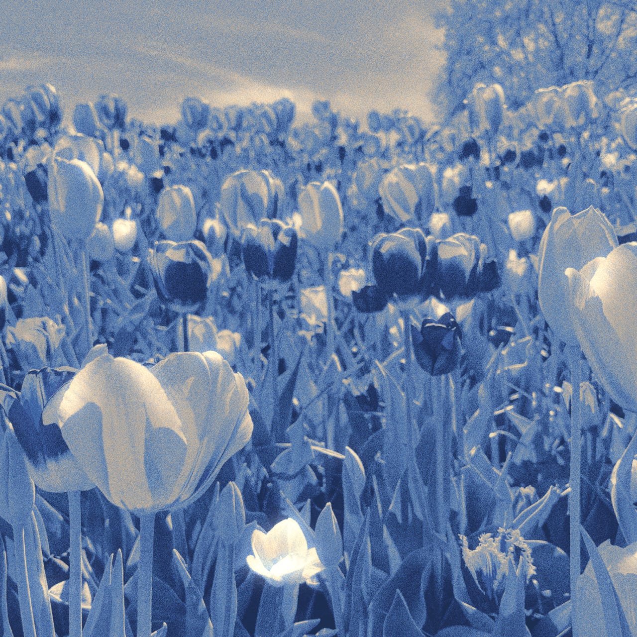 Immigrant Hagelslag | Diaries on Belonging Abroad