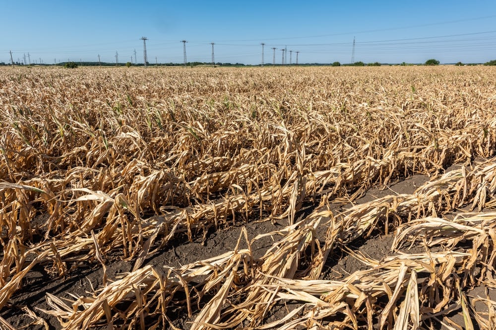 Starved by bureaucracy: What climate change means for our food security