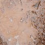 just mud by Ron's avatar