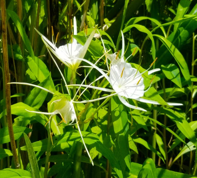 spider orchid.jpg spider orchid.jpg