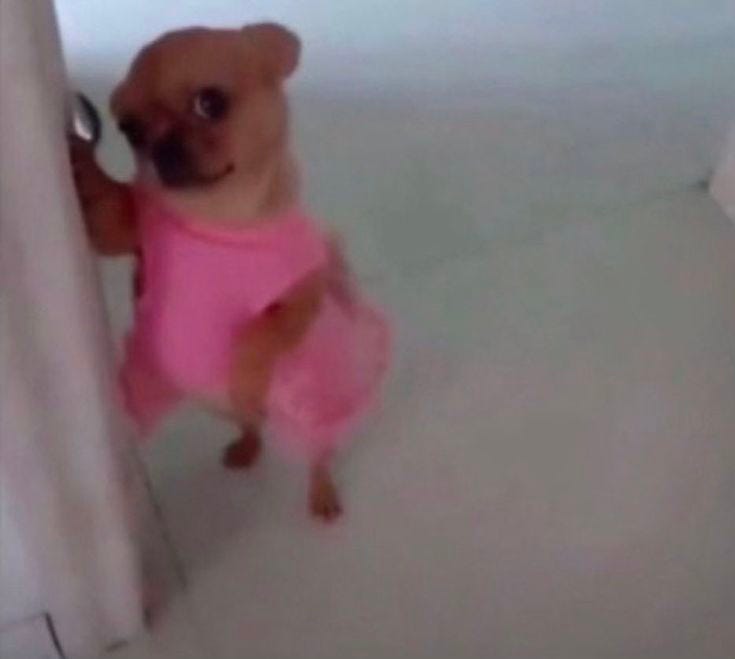 This may contain: a small dog wearing a pink shirt standing in front of a white wall and looking at the camera