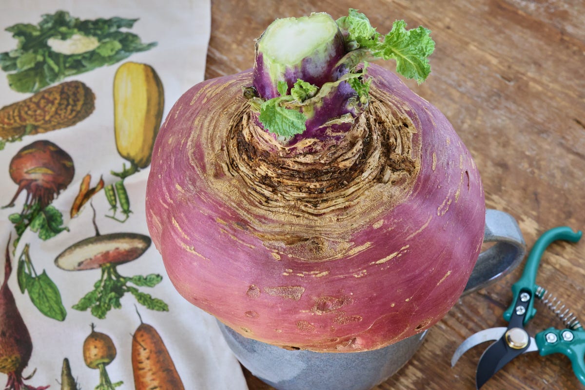 a rutabaga atop a mixing bowl, with pruning shears and a kitchen towel alongside