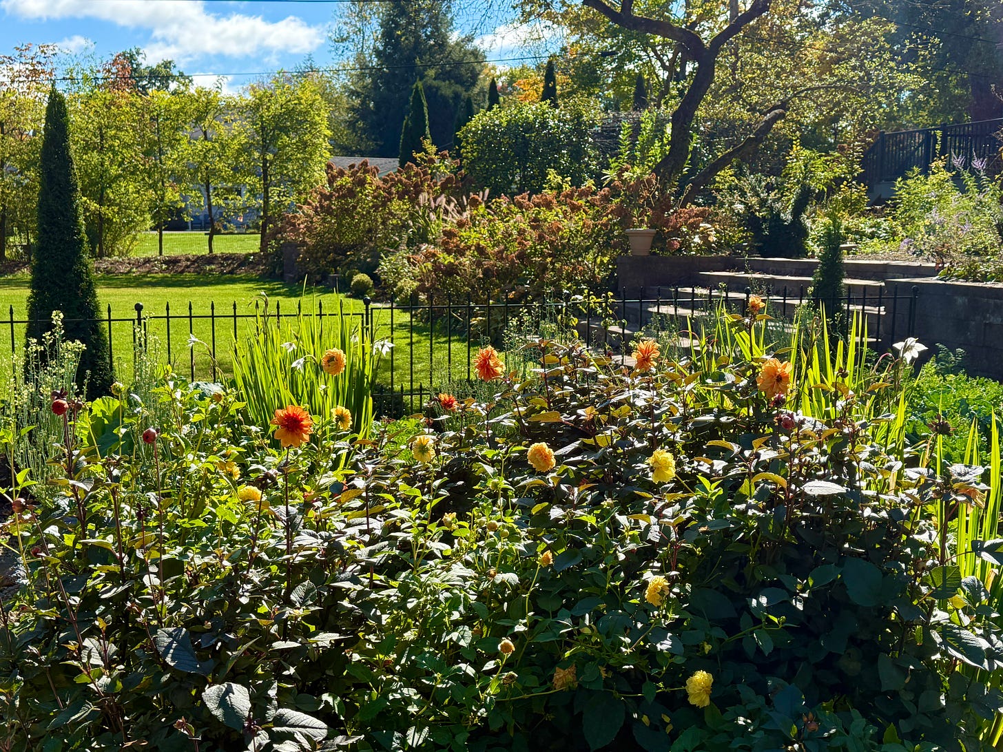 Dahlias & Peacock orchid beds looking back to the lawn.