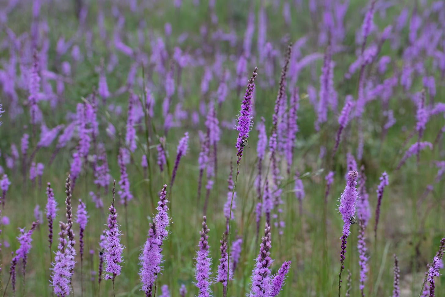 A medium-close-up of a field of purple flowers. The flowers are arranged on spikes of many small flowers.