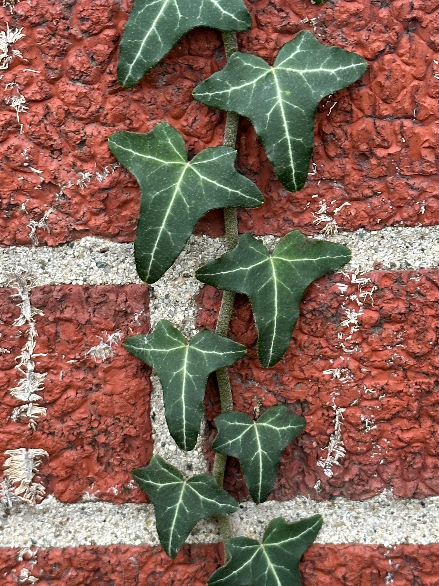 Hairy stem and semigloss leaves of English ivy climbing the red bricks Hairy stem and semigloss leaves of English ivy climbing the red bricks