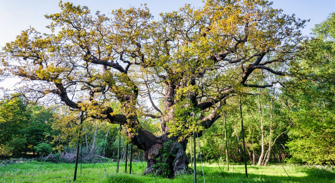A large tree - Major Oak - with leaves growing out of it and a lawn in front of it A large tree - Major Oak - with leaves growing out of it and a lawn in front of it