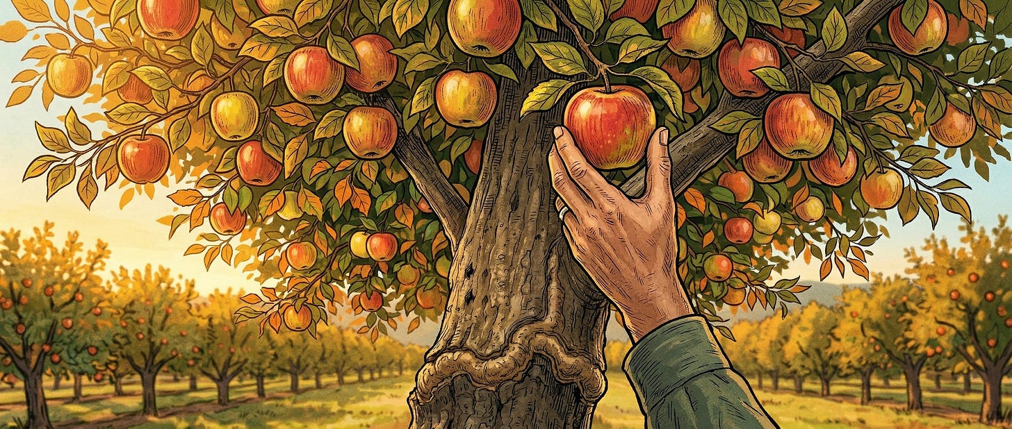 From the same grafted tree, the hand plucks an apple.