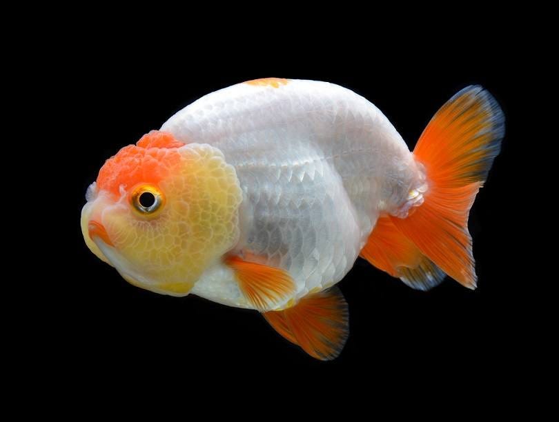 Ranchu Goldfish: Pictures, Care Guide, Varieties, Lifespan & More | Hepper  Pet Resources