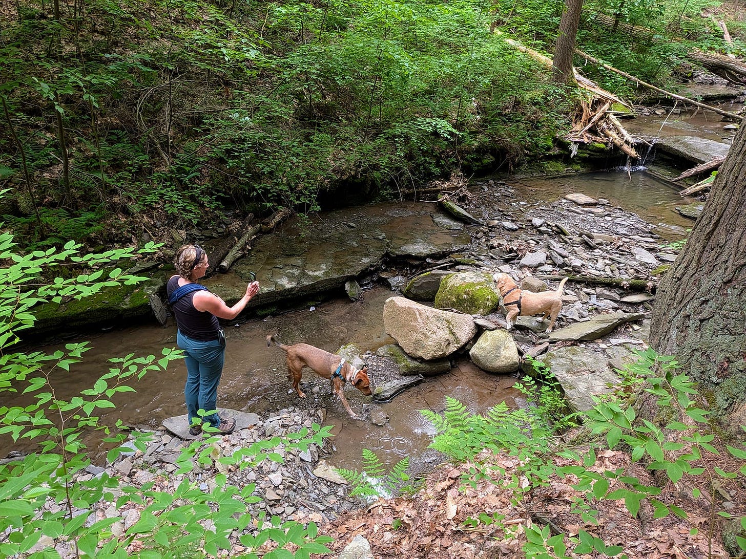 A woman stands on rocks at the edge of a shallow stream in a lush green forest, watching two dogs in harnesses explore the water and rocky streambed. Ferns and dense foliage line the gorge walls. A woman stands on rocks at the edge of a shallow stream in a lush green forest, watching two dogs in harnesses explore the water and rocky streambed. Ferns and dense foliage line the gorge walls.