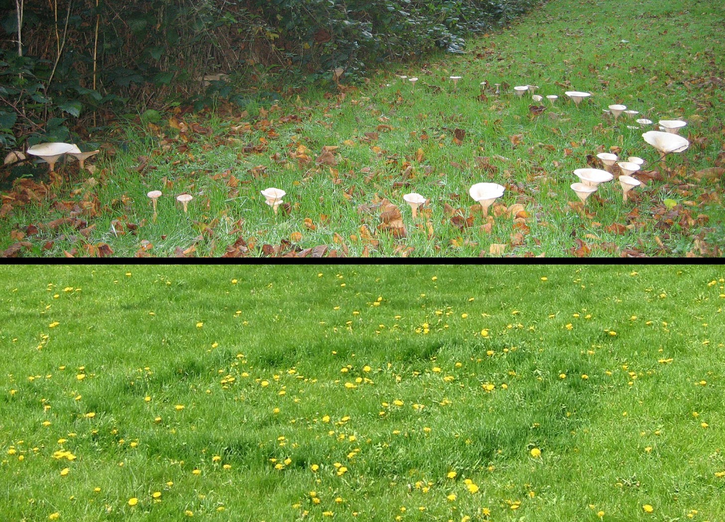 Photo montage of a ring of mushrooms in grass and a ring of lush grass within a grassy lawn Photo montage of a ring of mushrooms in grass and a ring of lush grass within a grassy lawn