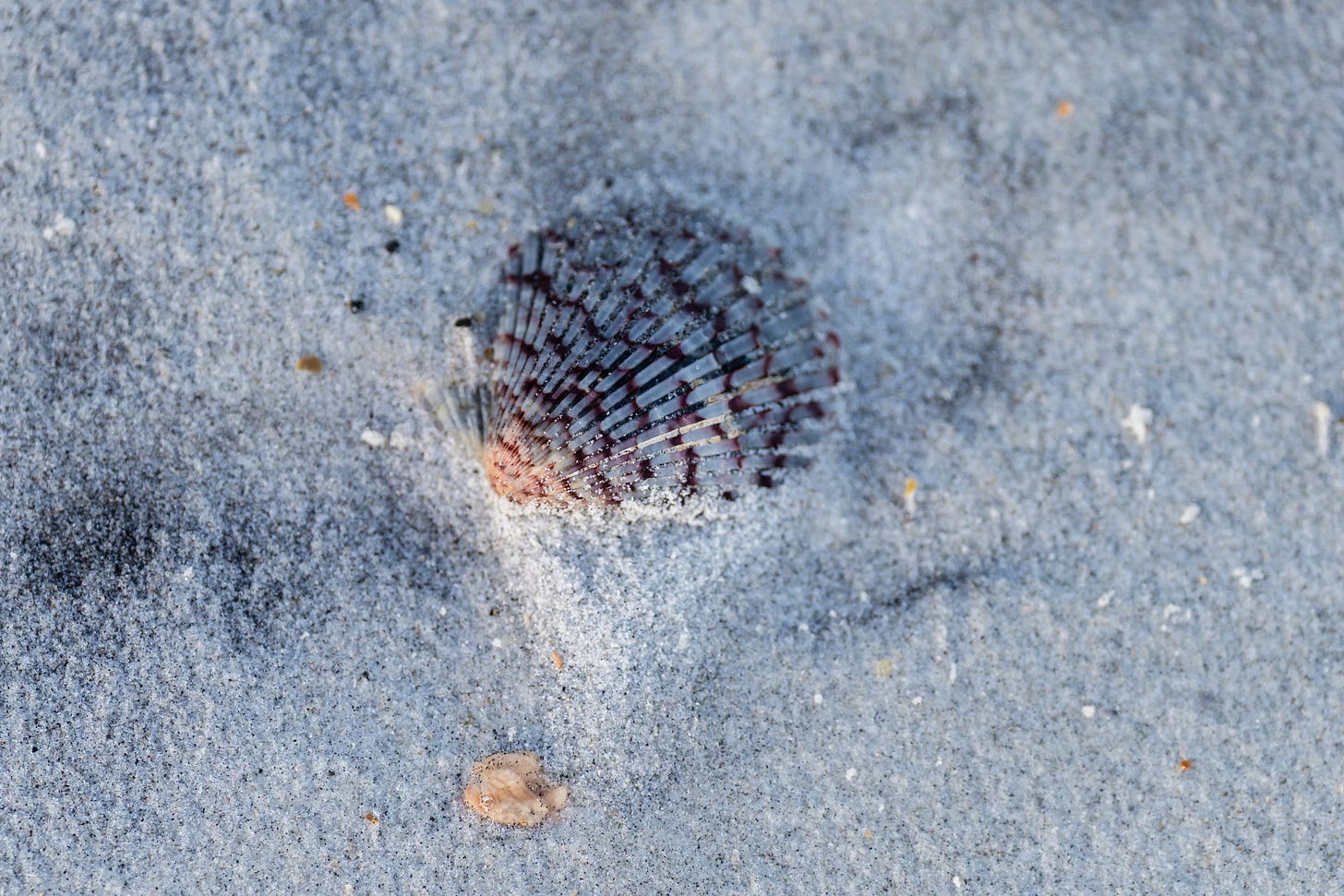 scallop shell on beach in figure eight island, north carolina