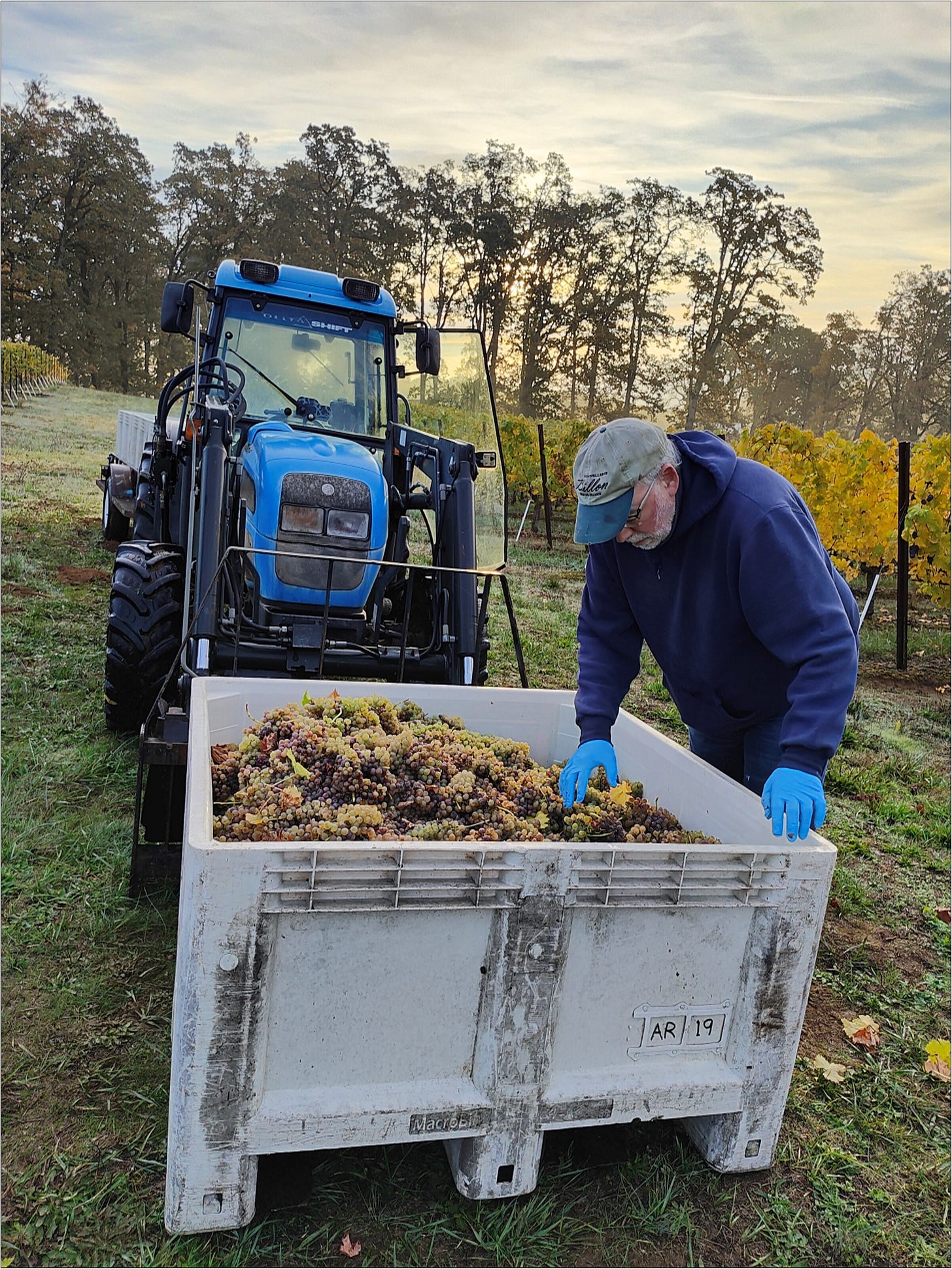 Ernie sorting Vintage 2025 Viognier.