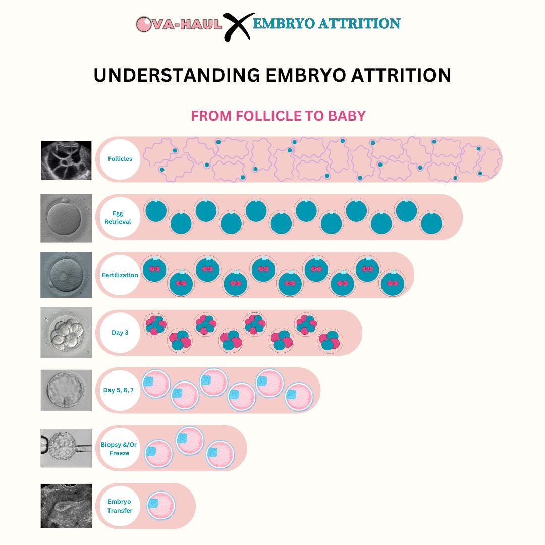 Embryo Attrition - by Lindsay Chu, image size:1080x1080