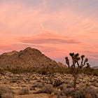 Stay Wild: Desert Series