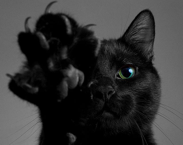 A picture containing cat, black, domestic cat, indoor

Description automatically generated