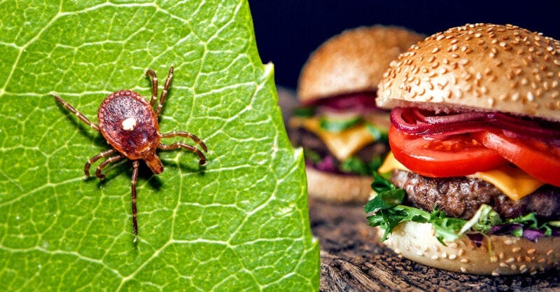 tick and burger