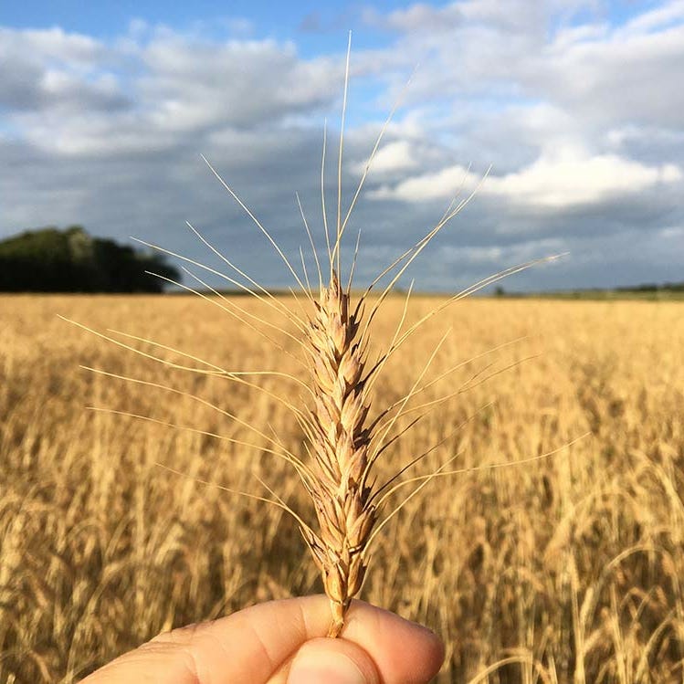 South West Grain Network