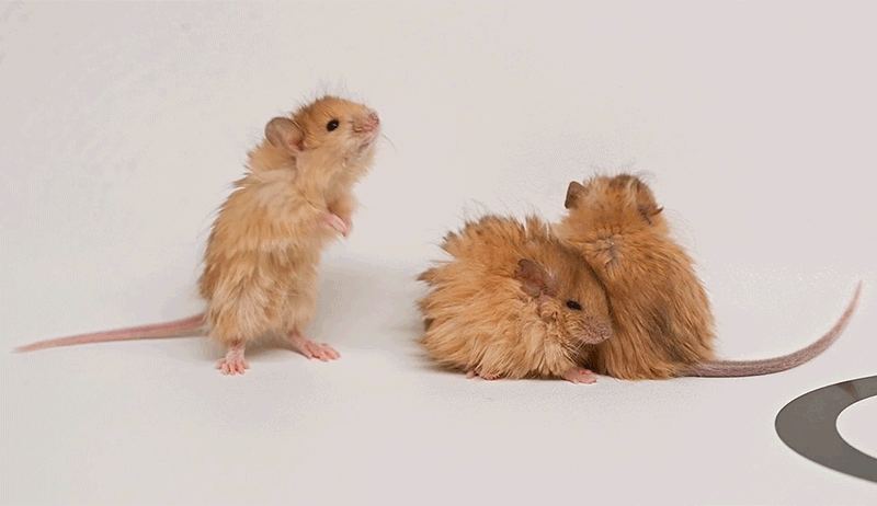 A looping gif of three woolly mice standing together on a white background. They move about a little, one rubbing its face with its tiny paws. They are all fluffy.