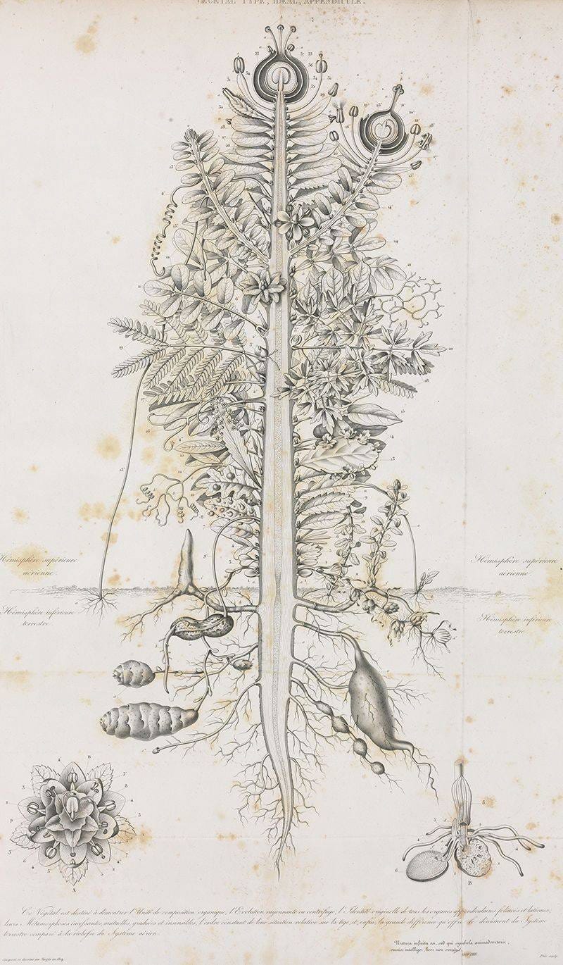 In Defense of Plants on X: "A wonderful illustration of a fictional  "archetypal plant" by French botanist Pierre Jean Turpin. This piece was  commissioned by Johann Wolfgang von Goethe to demonstrate the