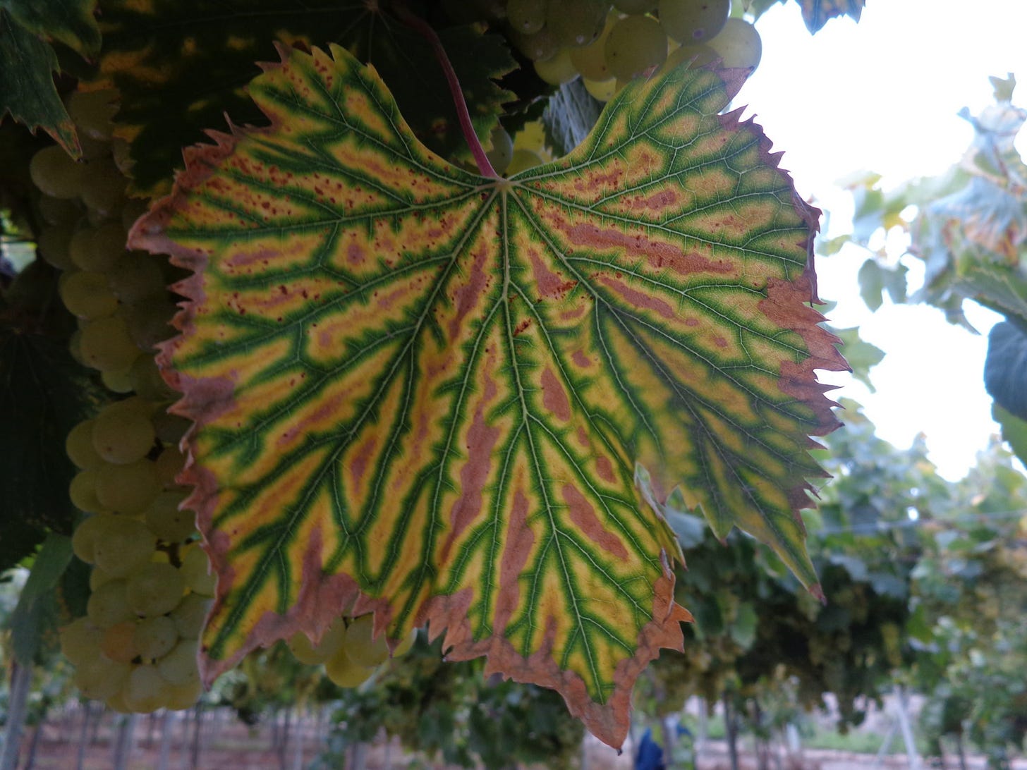 Manganese deficiency in grape - Van Iperen International